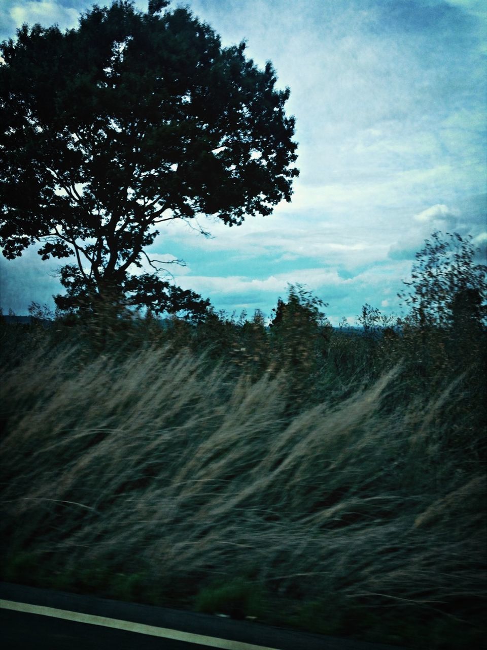 sky, tree, tranquility, tranquil scene, cloud - sky, scenics, nature, beauty in nature, cloud, growth, landscape, non-urban scene, silhouette, outdoors, field, non urban scene, no people, idyllic, day, branch