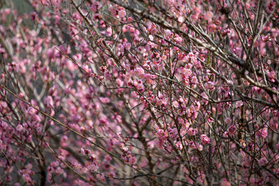 Close-up of cherry blossom tree