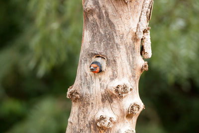 Close-up of bee on tree trunk