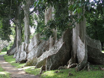 Plants growing on tree