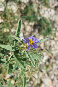 Close-up of flower blooming outdoors