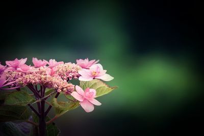 Close-up of pink flowers