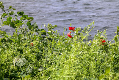 Close-up of red poppy flowers blooming outdoors
