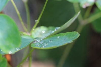 Close-up of water drops on leaf