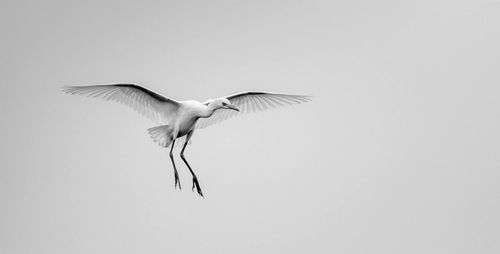 Heron flying