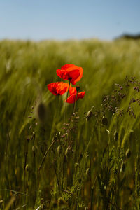 Close-up of red poppy flowers on field