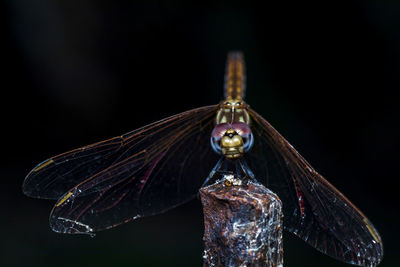 Close-up of insect on black background