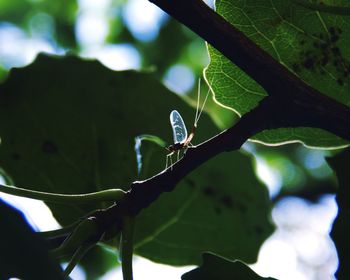 Close-up of butterfly on leaf