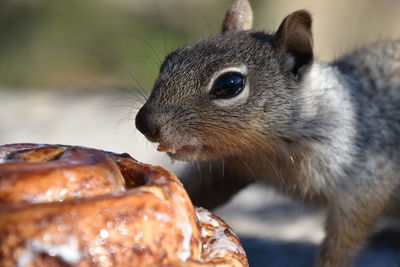 Close-up of an animal
