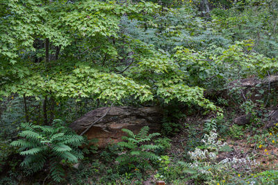 Trees in forest