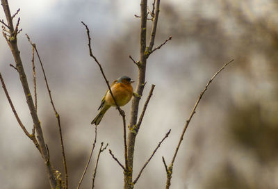 Close-up of bird perching on branch