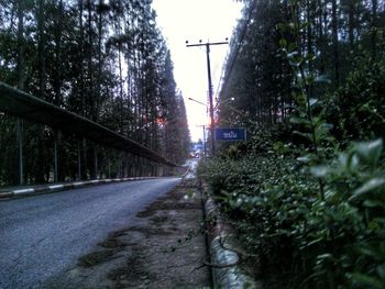 Road along trees