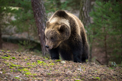 View of lion in the forest