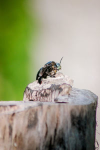 Close-up of grasshopper on wooden post