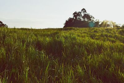 Crops growing on field against clear sky