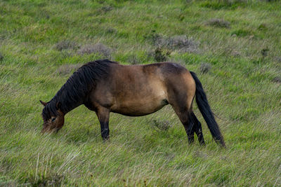 Exmoor pony 