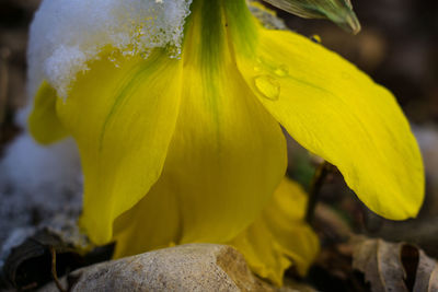 Close-up of yellow flower in rain