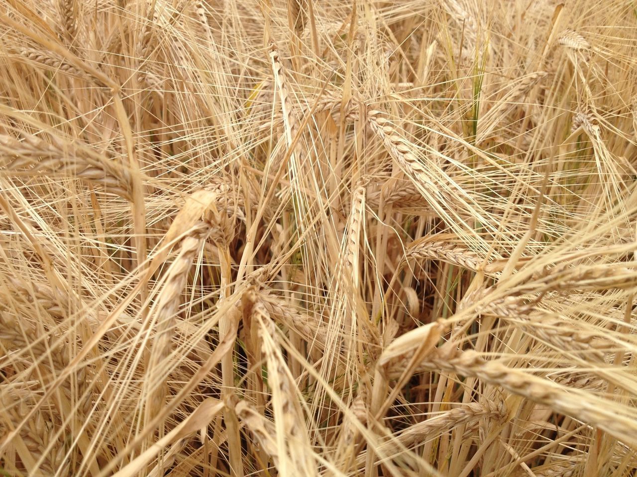 field, agriculture, rural scene, farm, crop, grass, cereal plant, hay, full frame, growth, wheat, backgrounds, dry, nature, straw, brown, close-up, no people, outdoors, day