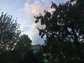 Low angle view of trees against cloudy sky