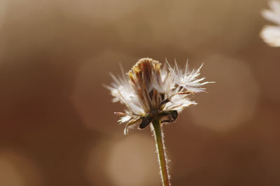 Close-up of wilted dandelion flower