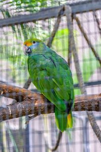 Close-up of parrot perching on tree in cage
