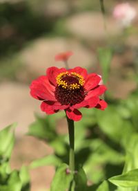 Close-up of red flower