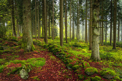 Forest photo from the bavarian forest after the rain