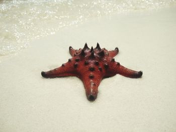 High angle view of crab on beach