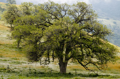 Trees on landscape against sky