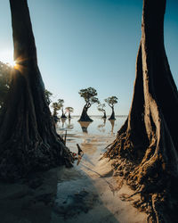 Trees at beach against clear sky on sunny day