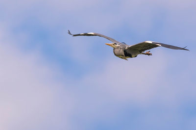 Heron in flight