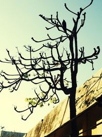 Low angle view of tree against clear sky