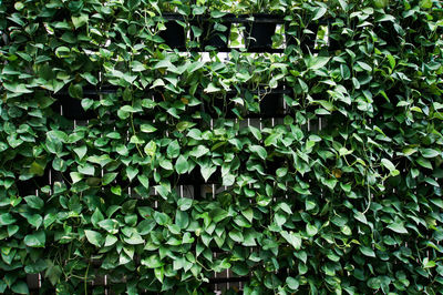 Full frame shot of ivy growing on tree