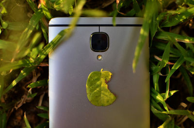 Close-up of green leaf