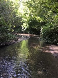 River flowing amidst trees in forest