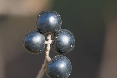 Close-up of berries growing outdoors