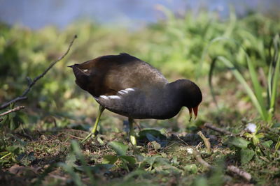 Close-up of bird on field