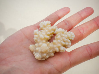 Cropped image person hand holding dry coral