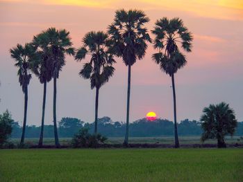 Scenic view of palm trees on field against sky at sunset