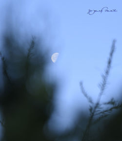 Low angle view of plants against sky