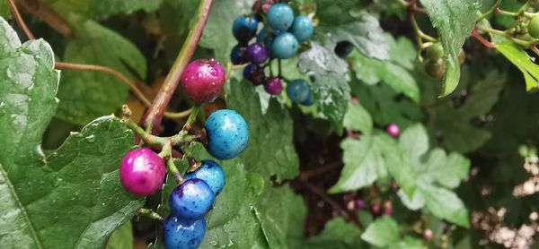 Close-up of berries growing on tree