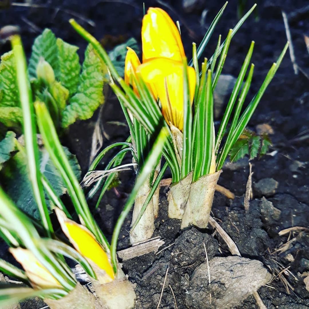 plant, fragility, vulnerability, flowering plant, growth, yellow, flower, freshness, close-up, nature, beauty in nature, petal, no people, day, green color, inflorescence, field, iris, flower head, land, crocus, outdoors, springtime