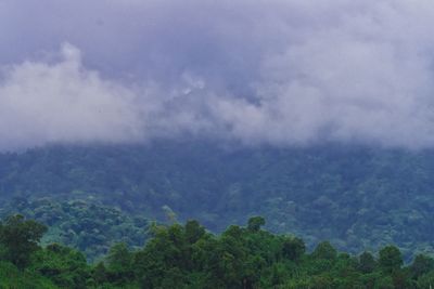 Scenic view of trees against sky