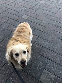 High angle view of dog on sidewalk