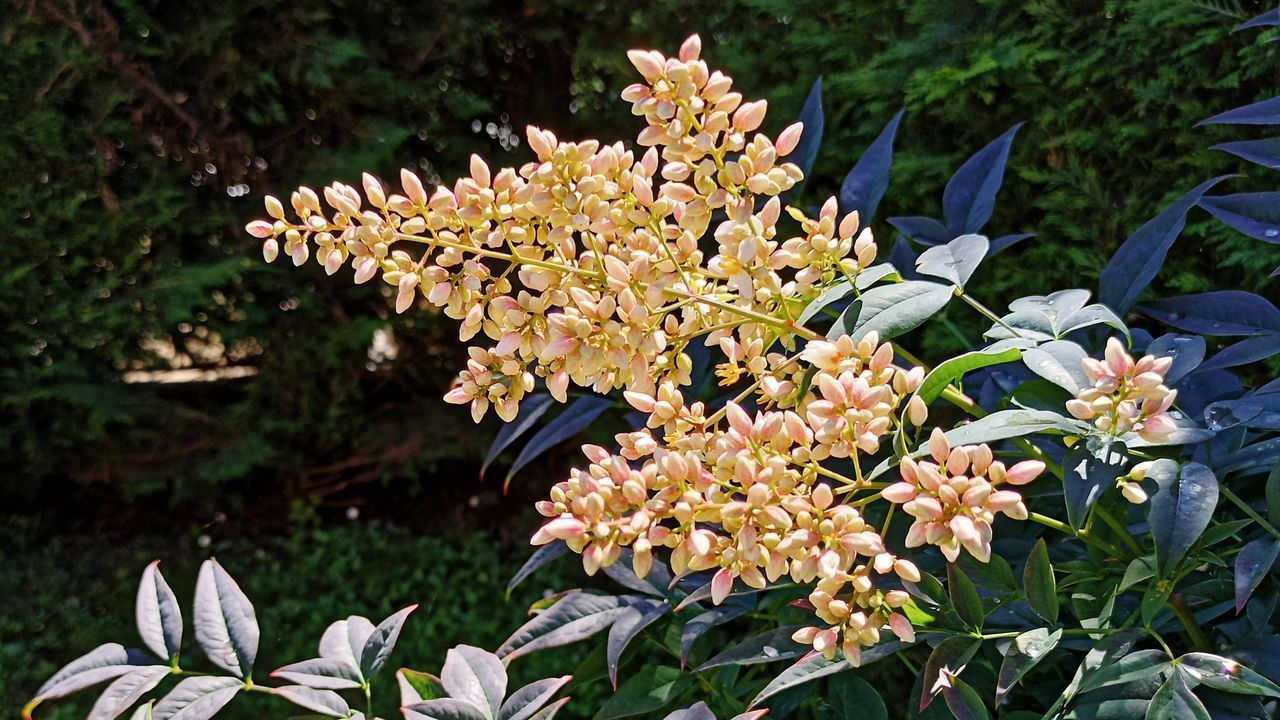 CLOSE-UP OF FLOWERING PLANTS