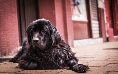 Portrait of dog sitting on floor