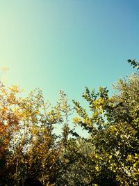 Low angle view of trees against clear sky