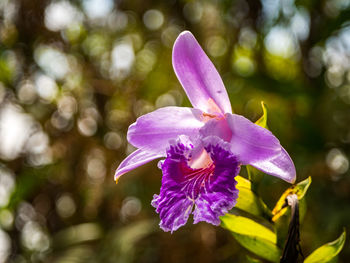 Close-up of purple flowering plant