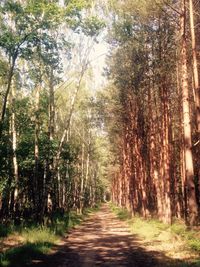 Road passing through forest