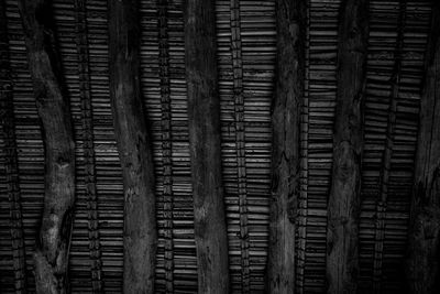 Full frame shot of tree trunk